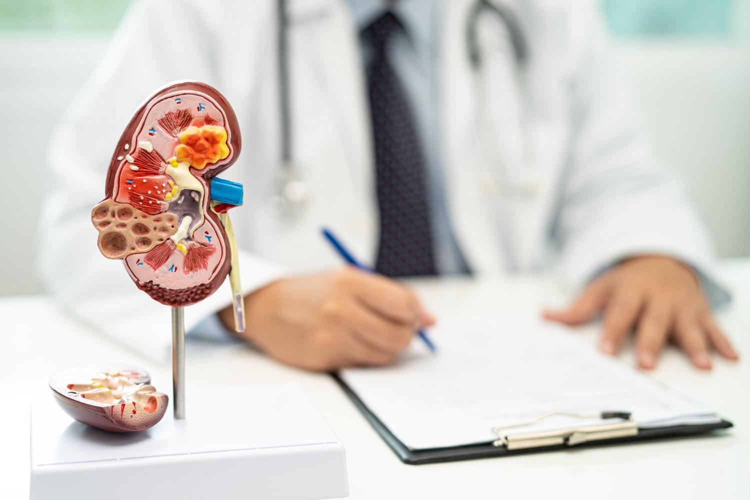 kidney-disease-chronic-kidney-disease-ckd-doctor-with-human-model-study-treat-hospital (1)